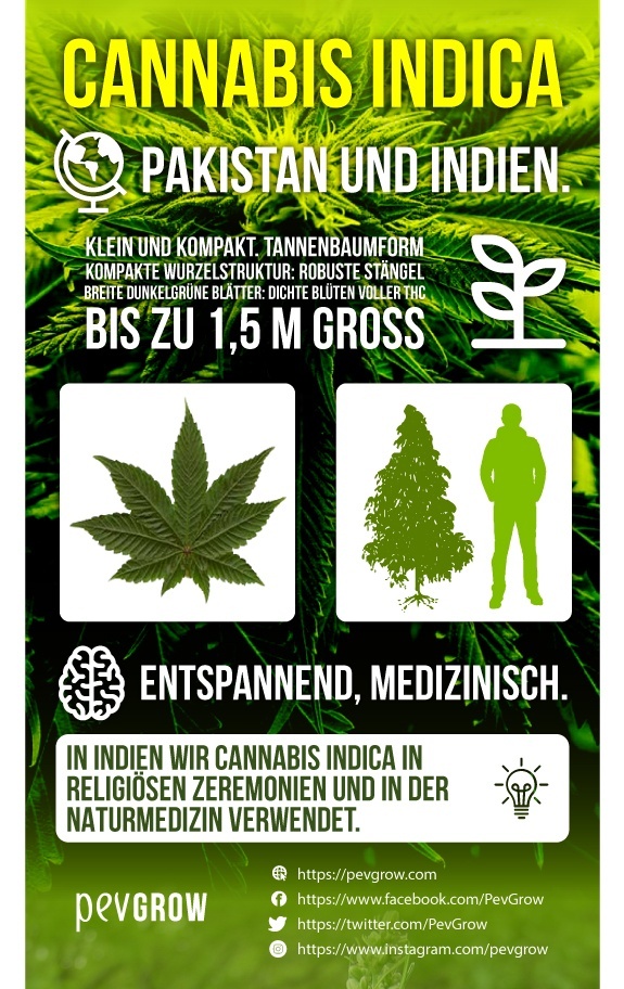 Infografik zu Cannabis Indica