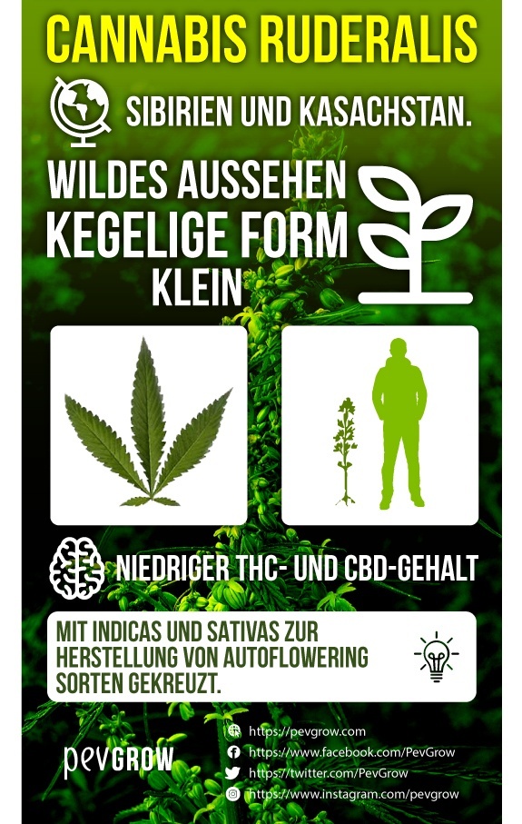 Infografik zu Cannabis Ruderalis