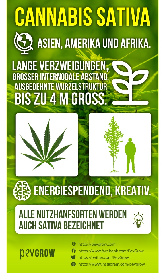 Infografik zu Cannabis Sativa