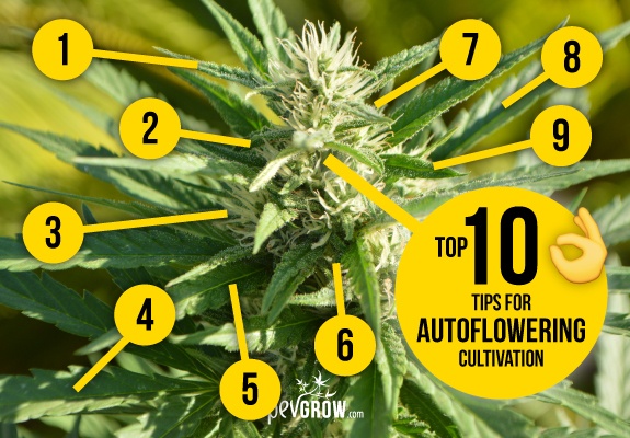 Growing autoflowering cannabis varieties