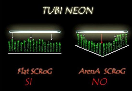 Coltura ScrOG illuminata con lampada a tubo, neon o con riflettore.