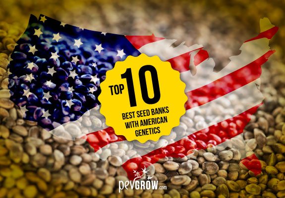 Top 10 Best Seed Banks With Recognized American Genetics