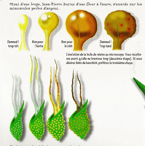 Maturation de la fleur de cannabis en observant les pistils, situés dans les calices. On peut voir que sa maturité suit le rythme de dégradation de la résine dans les trichomes type stalked. Maturation de la fleur de cannabis en observant les pistils, situés dans les calices. On peut voir que sa maturité suit le rythme de dégradation de la résine dans les trichomes type stalked.