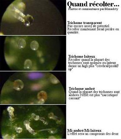 Aspect et qualité psychoactive de la résine de cannabis dans ses trichomes type stalked Aspect et qualité psychoactive de la résine de cannabis dans ses trichomes type stalked