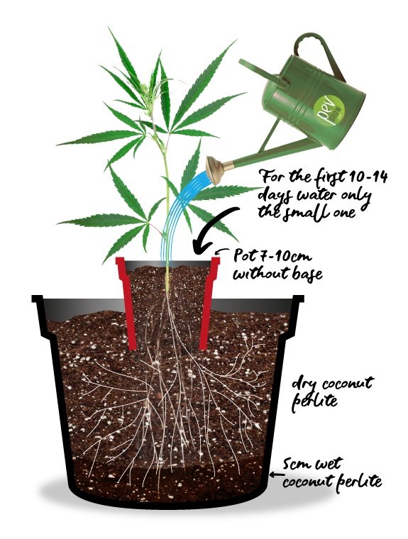 Scheme of an autoflowering transplant