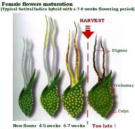 Maturazione del fiore di cannabis osservando i pistilli, situati nei calici. Possiamo vedere che la sua maturità segue il tasso di degradazione della resina nei tricomi a peduncolo.