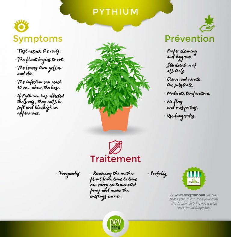 🥇 What is pythium? 🥇 Causes and prevention of this fungus