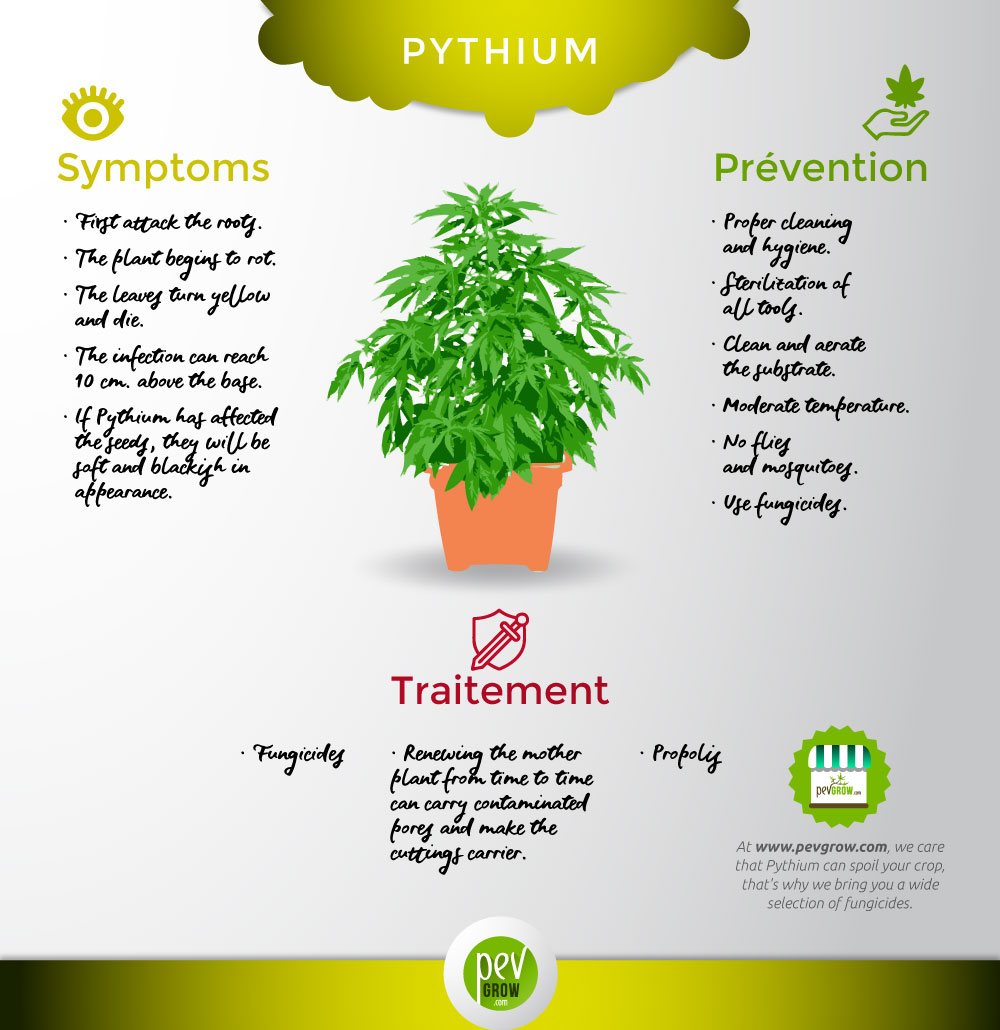 The Pythium fungus characteristics