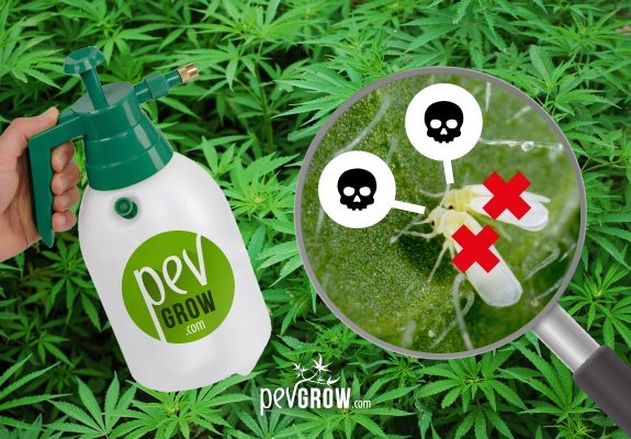 Savon au potassium pour vos plantes de cannabis