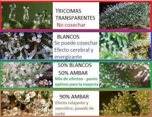 Los Tricomas, el marcador natural para la cosecha