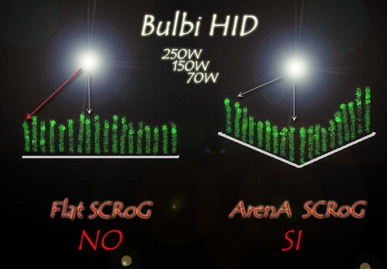 Culture Scrog illuminée avec ampoule à haute intensité, sans réflecteur.