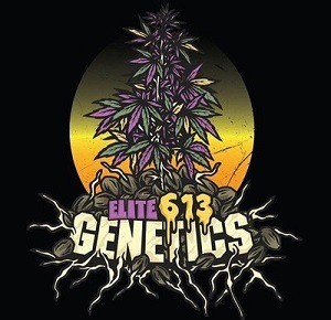 Elite 613 Genetics