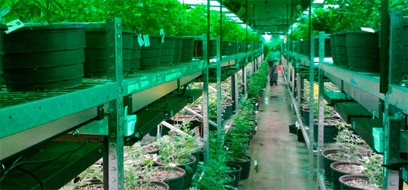 Aspectos generales del cultivo de cannabis