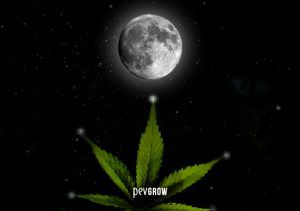 2022 Lunar calendar to grow marijuana
