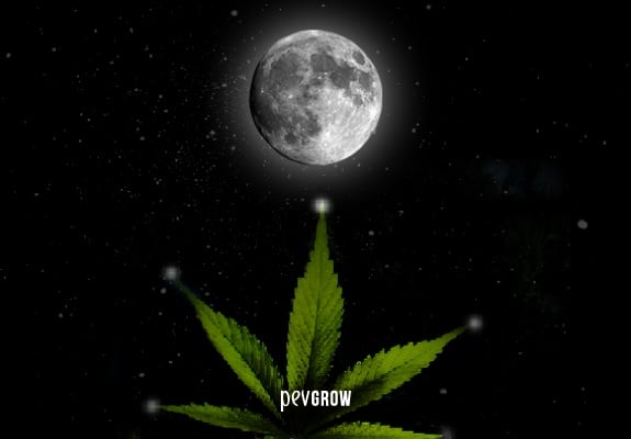Comment la lune affecte les plantes de cannabis
