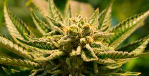 Planta de marihuana cogollando