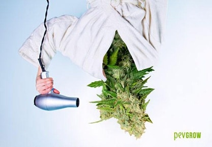 Séchage et Curing du cannabis