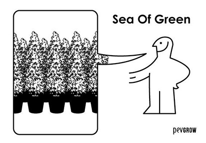Método de cultivo Sea of Green