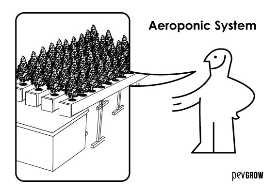 The aeroponic system is the one that guarantees the best results