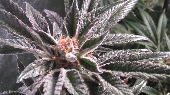 Black D.O.G de Humboldt Seeds