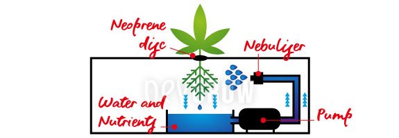 Aeroponic cultivation system: how it works