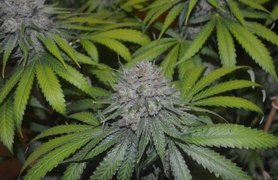 L.A. Confidential de DNA Genetics Seeds