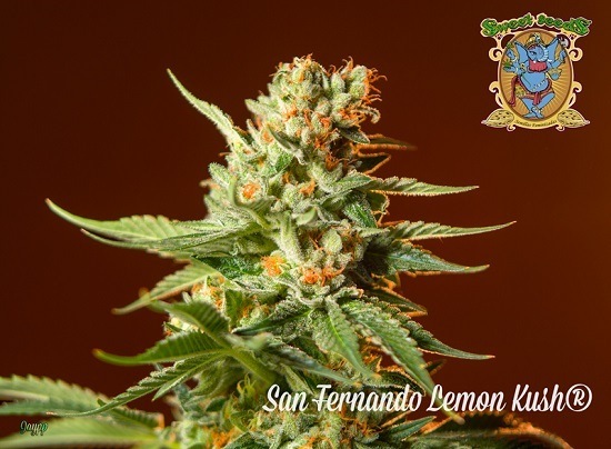 San Fernando Lemon Kush de Sweet Seeds