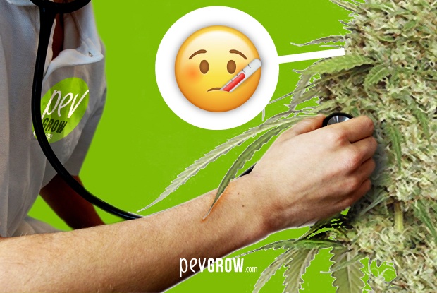 Principales enfermedades de nuestras plantas de cannabis