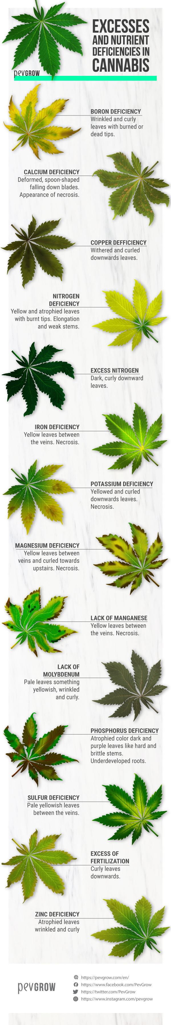 🥇 Diagnose diseases in cannabis plants