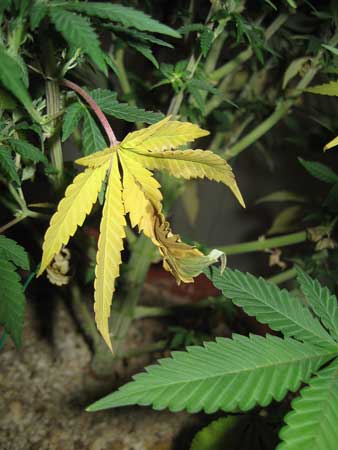 Las hojas amarillas de una deficiencia de nitrógeno pueden mostrar signos marrones, se vuelven blandas y se doblan.