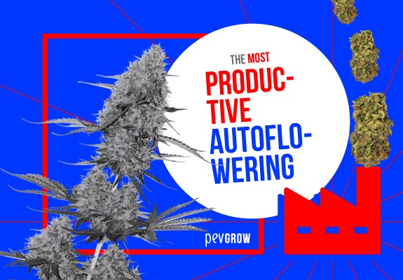 The most productive autoflowering strains