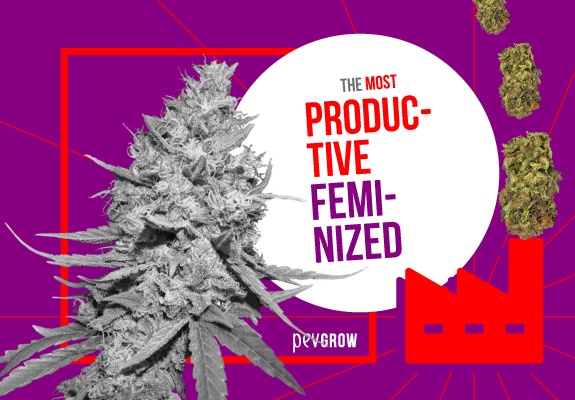 HHere are the best feminized cannabis plants to grow