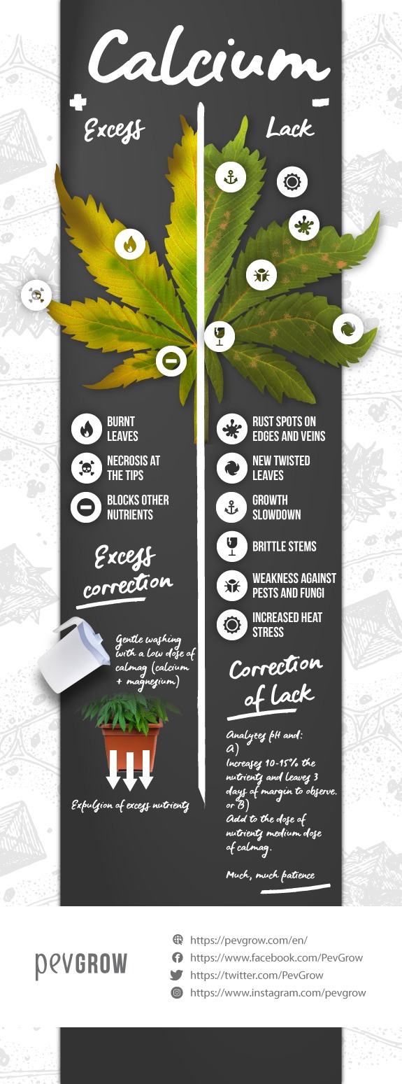 Infographics about Lack or excess of calcium in your marijuana plant