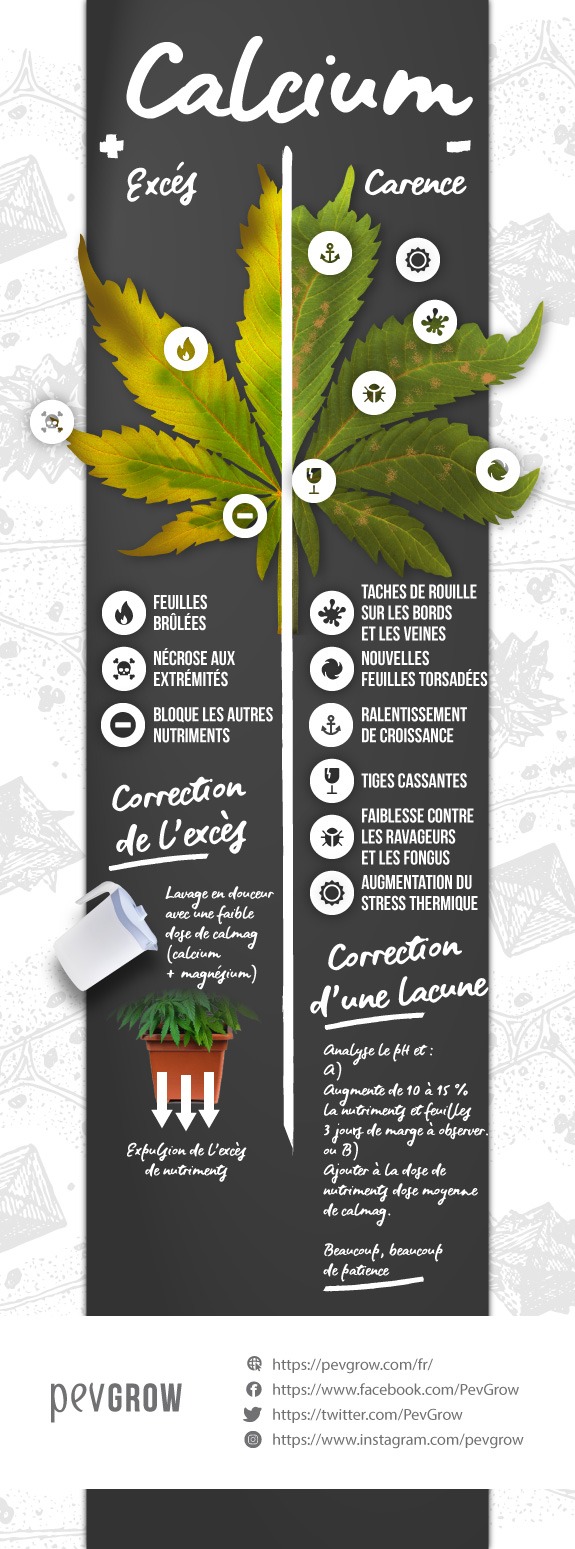 Infographie sur le manque ou l'excès de calcium dans votre plante de cannabis.