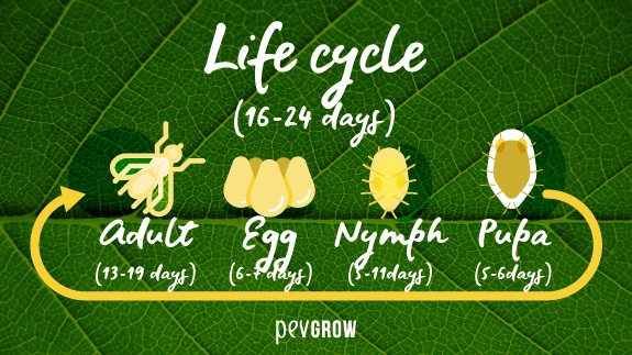 Whitefly Life Cycle