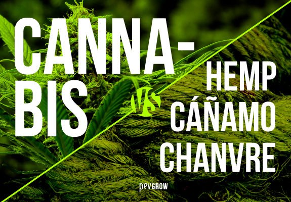 Diferencias entre el cáñamo y la marihuana