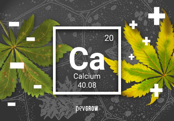 Lack or excess calcium in the marijuana plant