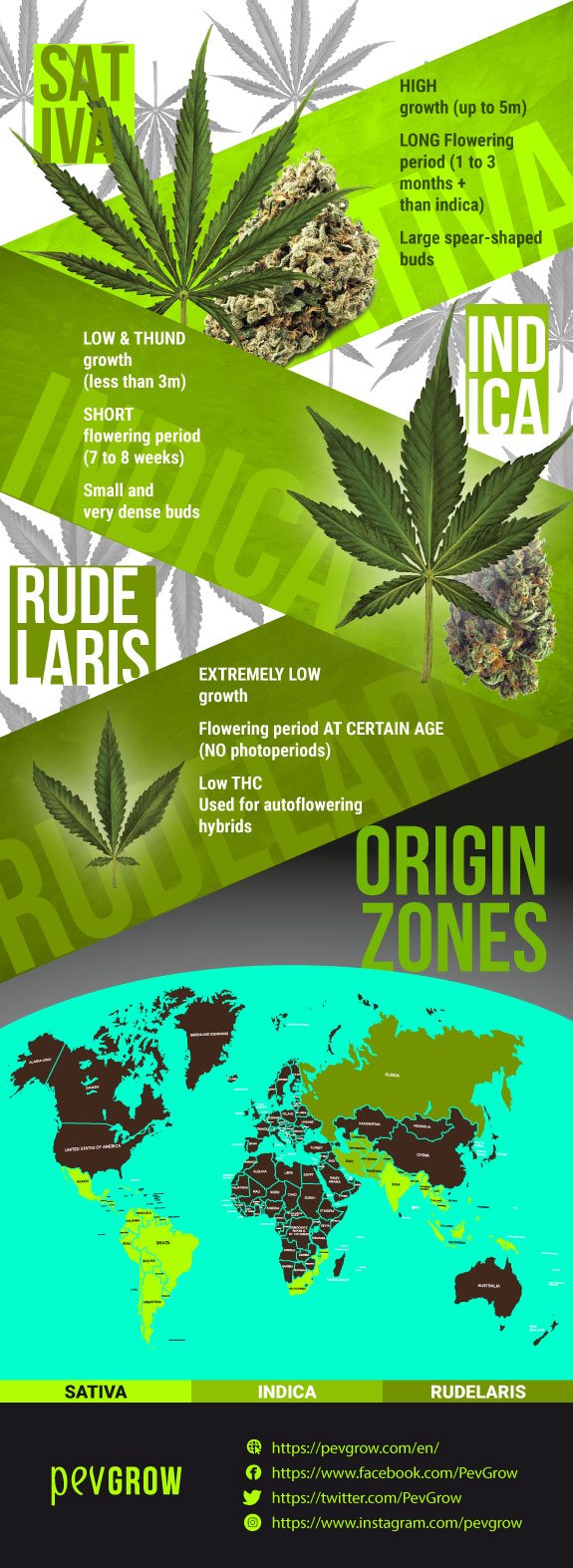 cannabis ruderalis hybrid plant