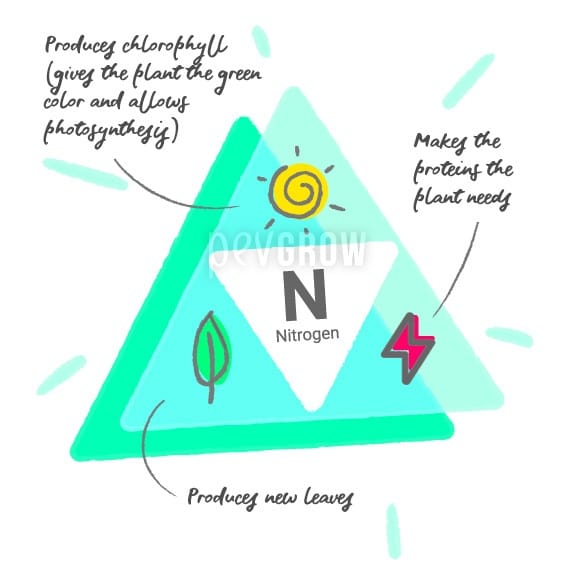 Nitrogen function