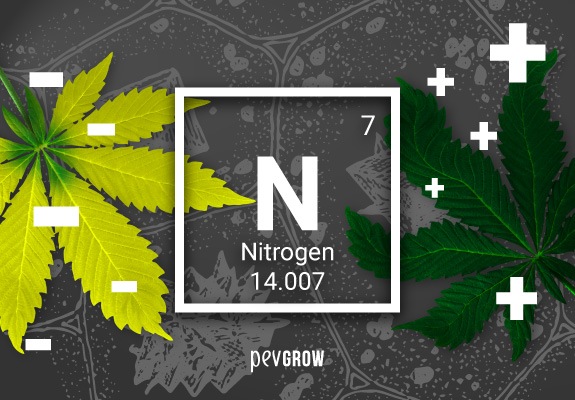 🤔 Lack or excess of nitrogen in your cannabis