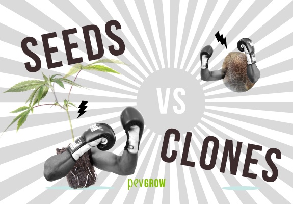 Seeds or clones? This is the question you’ve been asking yourself now that you’ve made the decision to grow your own cannabis