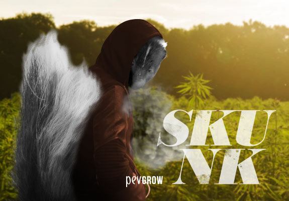 Historia de la variedad Skunk