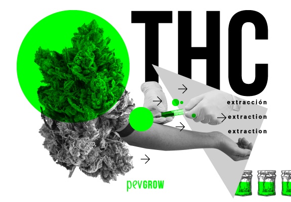 Comment extraire le THC du cannabis