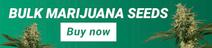 Bulk marijuana seeds