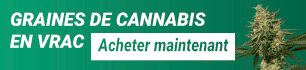 Graines de cannabis en vrac