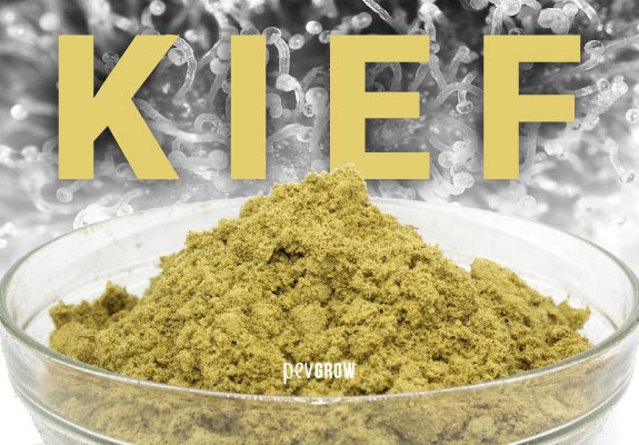 Image of the texture and color of the Kief