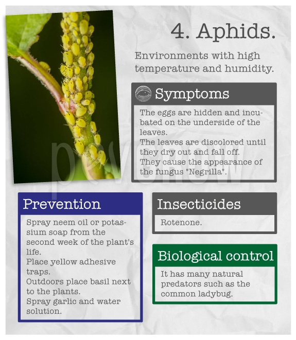 Identify the plague "Aphids".