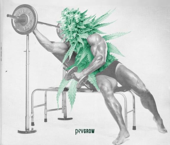 image d'un montage photographique représentant une feuille de cannabis faisant des poids au gymnase*