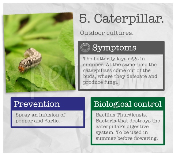 Identify the plague "Caterpillar".