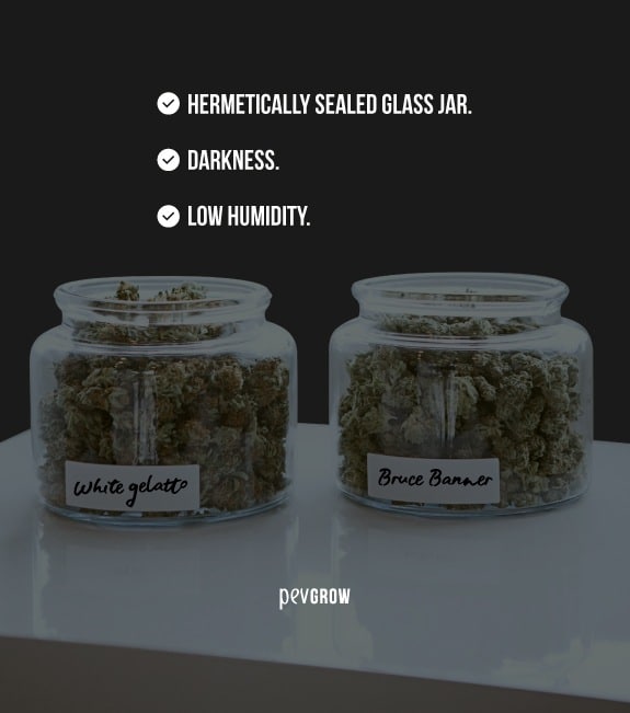 image of a glass jar full of buds for preservation*